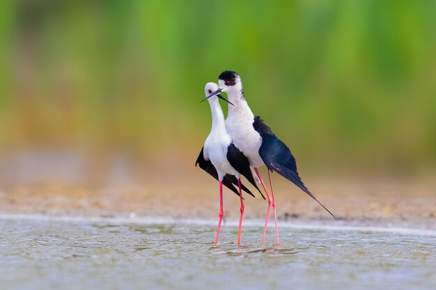 陸上に座っている鳥