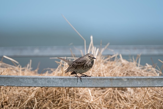 Bird perching on metal against sky