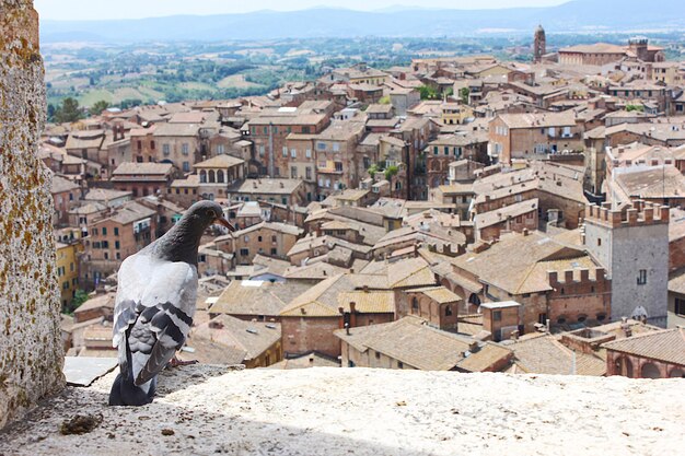 Photo bird perching on mountain against sky