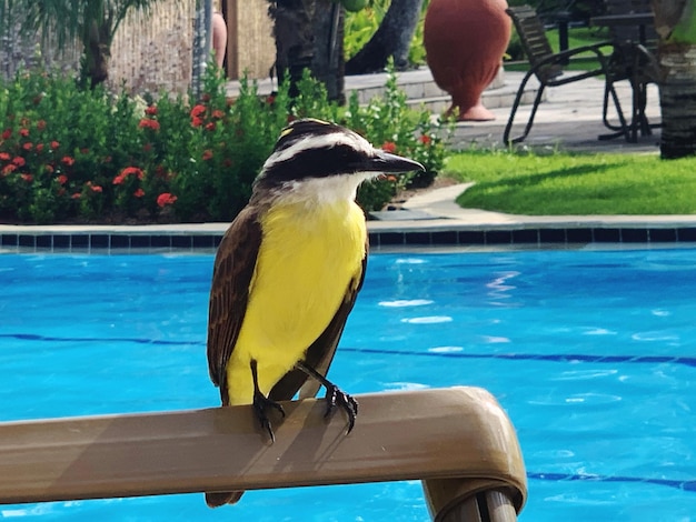 Bird perching near a swimming pool