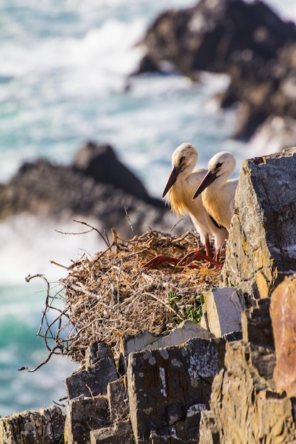 Photo bird perching on a nest