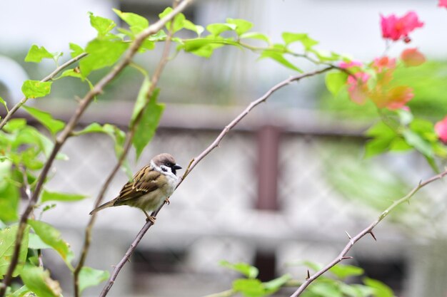 写真 枝 に 座っ て いる 鳥