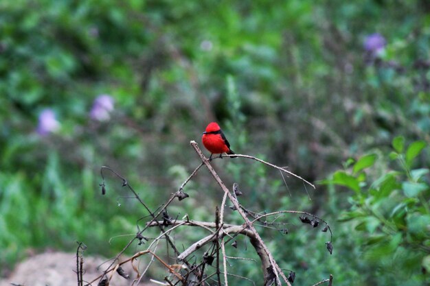 写真 枝 に 座っ て いる 鳥