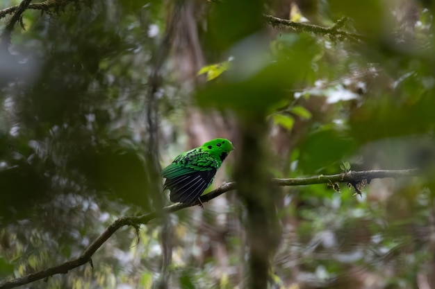 写真 枝 に 座っ て いる 鳥