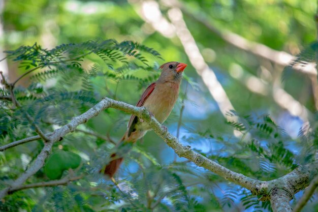 写真 枝 に 座っ て いる 鳥