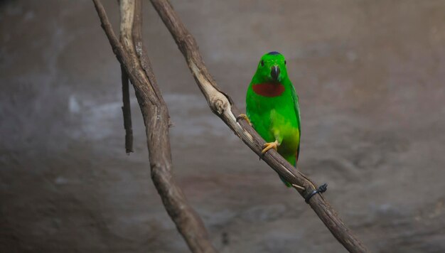 写真 枝に座っている鳥