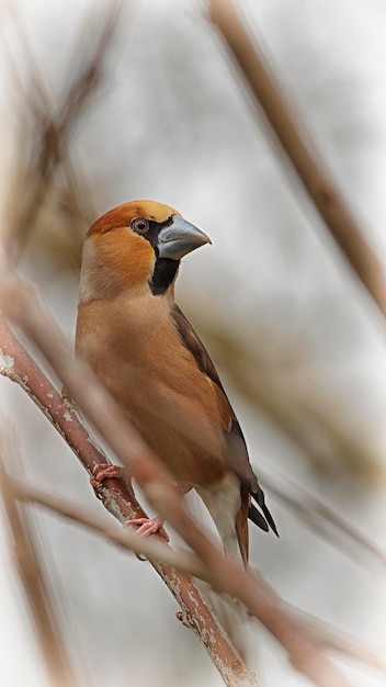 写真 枝 に 座っ て いる 鳥