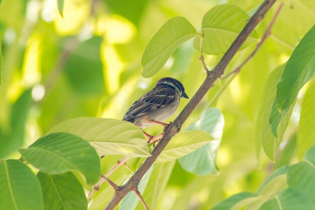 写真 枝に座っている鳥