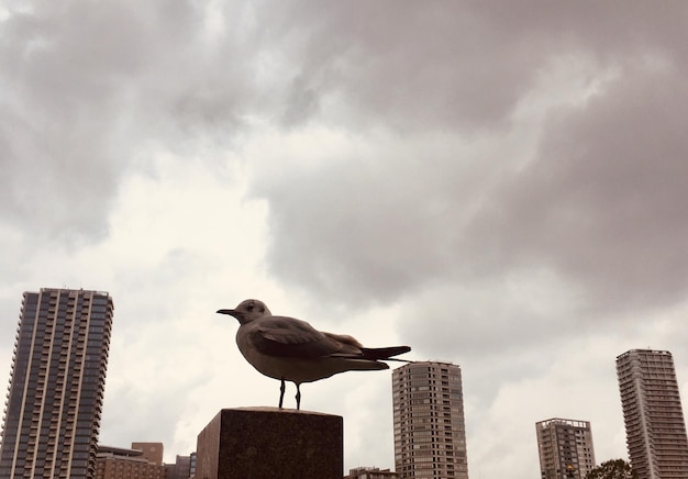 Фото Птица, стоящая на здании