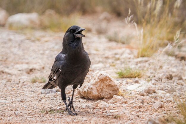 写真 畑に座っている鳥