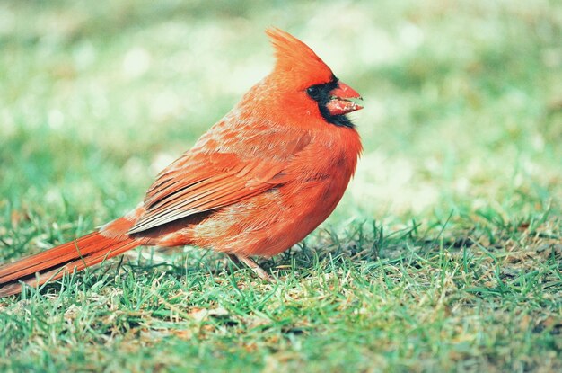 写真 畑に座っている鳥