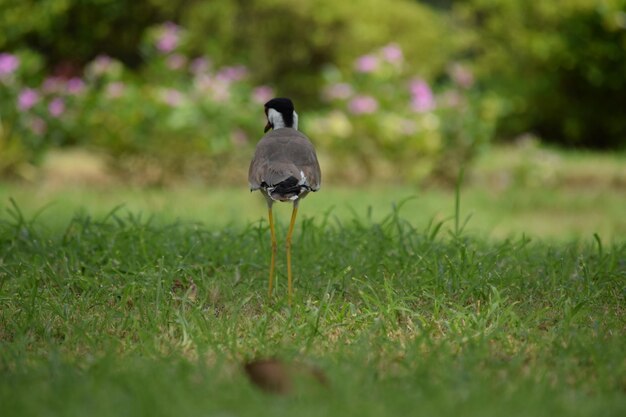 写真 畑に座っている鳥