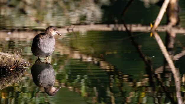 写真 湖の上に座っている鳥