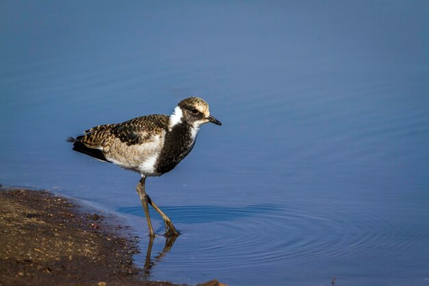 写真 湖の上に座っている鳥