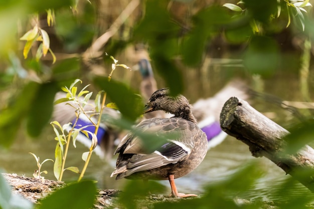 写真 湖の上に座っている鳥