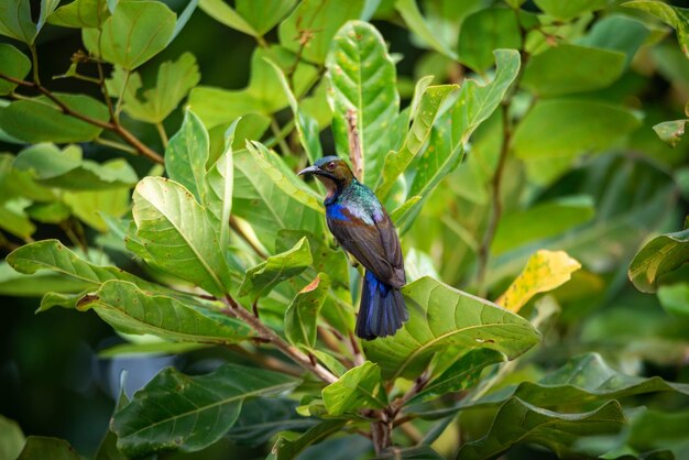 写真 植物 に 座っ て いる 鳥