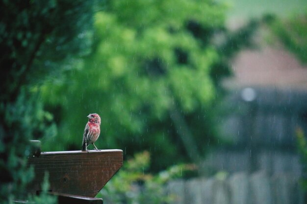 写真 レールに座っている鳥