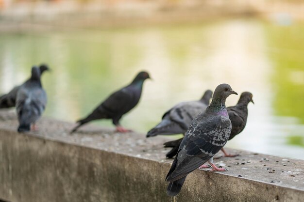 写真 レールに座っている鳥