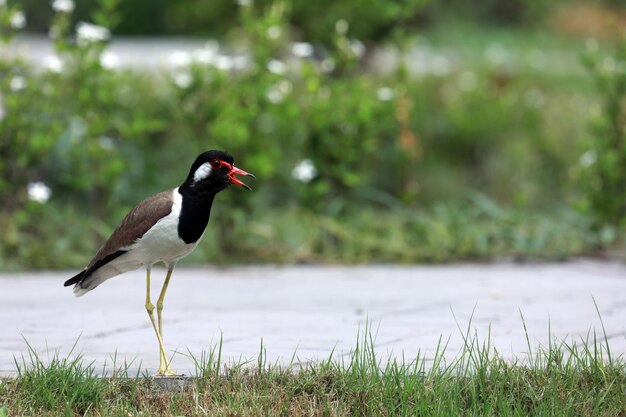 写真 岩の上に座っている鳥