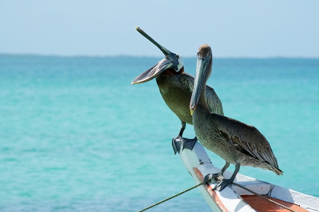 写真 海の上に座っている鳥