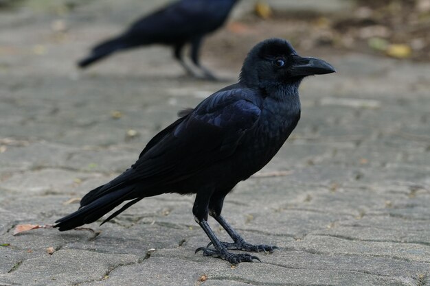 写真 路上に座っている鳥