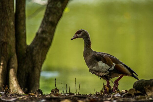 写真 木の上に座っている鳥