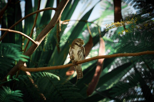 写真 木の上に座っている鳥