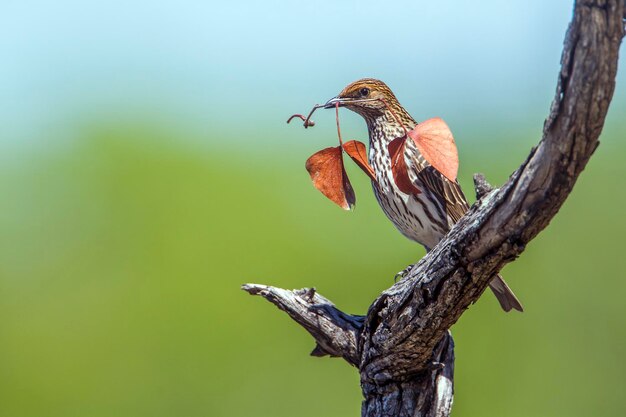 写真 木の上に座っている鳥