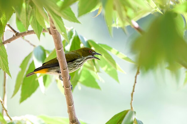 写真 木の上に座っている鳥