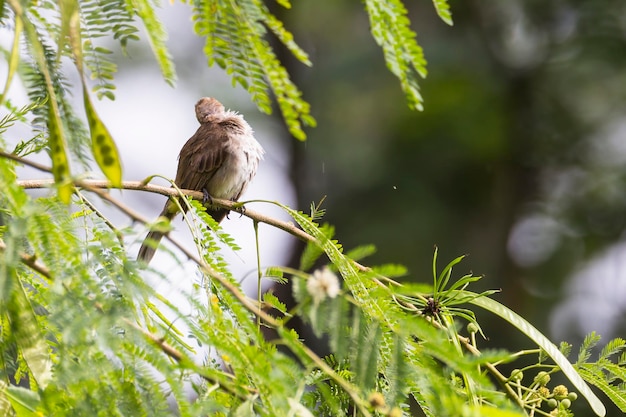 写真 木の上に座っている鳥