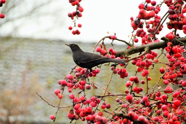 写真 木の上に座っている鳥