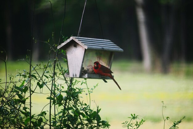 写真 木製の鳥のフィーダーに座っている鳥