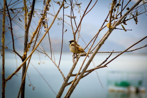 写真 空に向かって裸の木に座っている鳥