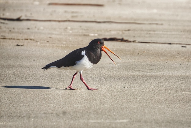 写真 ビーチに座っている鳥