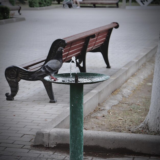 Фото Птица, сидящая на скамейке в парке