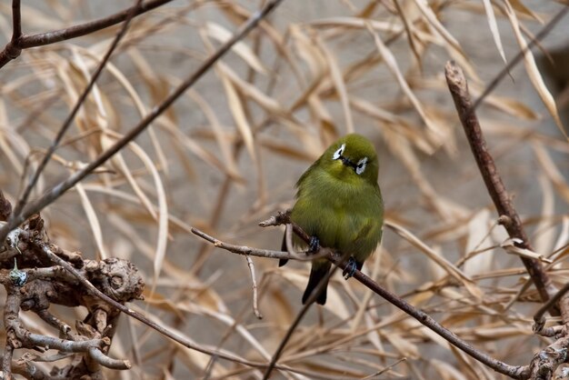 写真 枝 に 座っ て いる 鳥