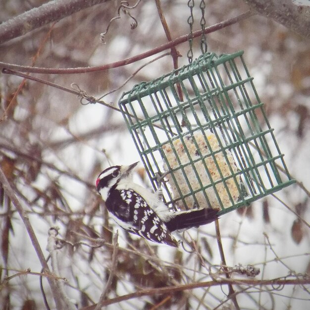 写真 枝 に 座っ て いる 鳥