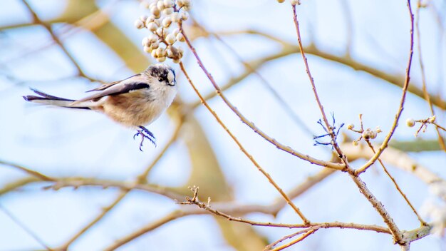 Фото Птица, сидящая на ветви
