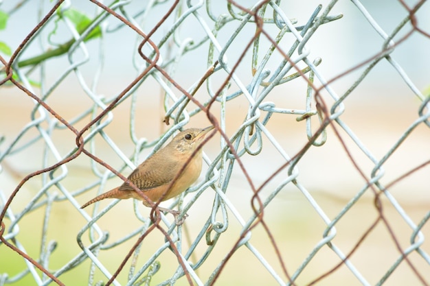 Фото Птица, сидящая на цепном заборе