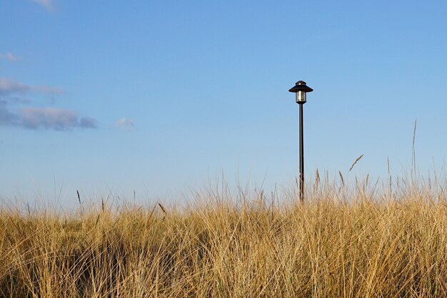 写真 晴れた空の前で野原に座っている鳥