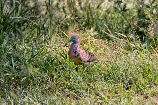 写真 野原に座っている鳥