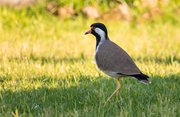 写真 草の上に座っている鳥