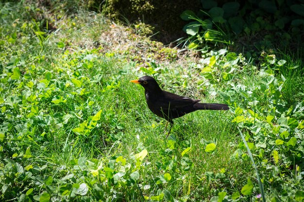 写真 草の上に座っている鳥