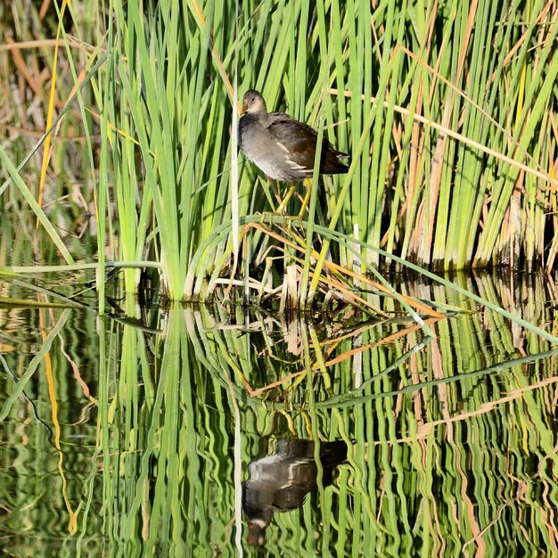 写真 草の上に座っている鳥