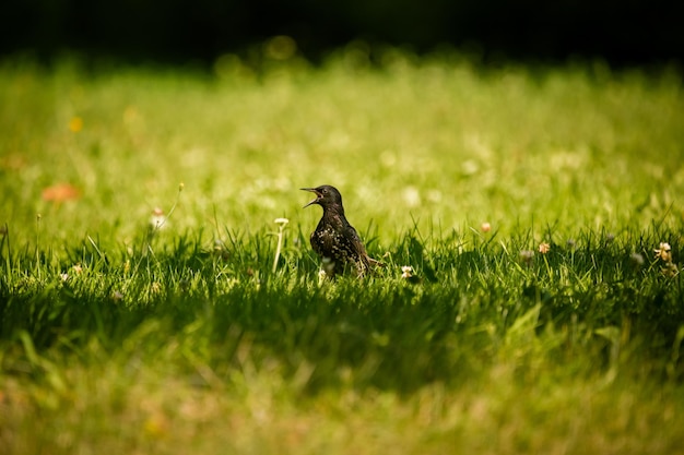 写真 草の上に座っている鳥