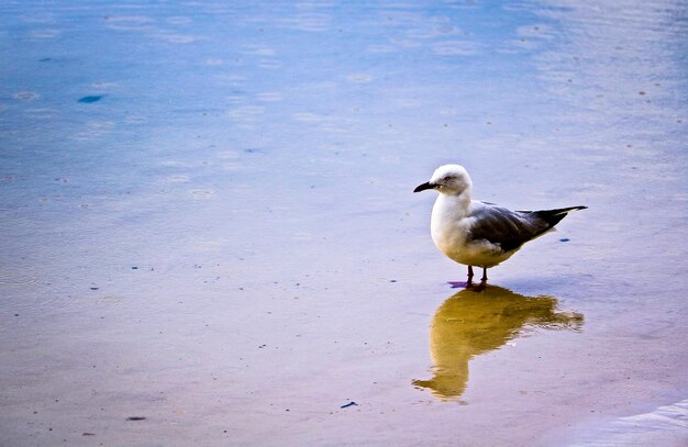 写真 湖の上に座っている鳥