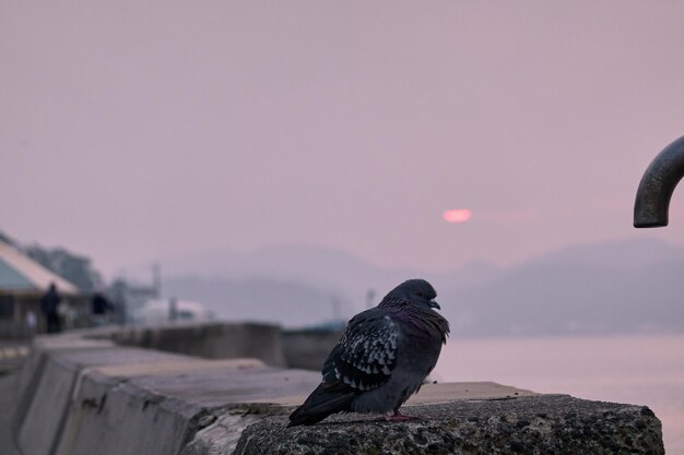 Фото Птица, сидящая на опорной стене у пляжа