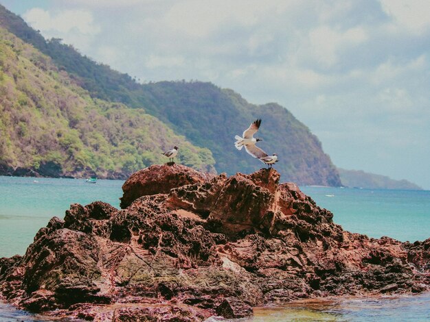 写真 空の反対側の海の岩の上に座っている鳥