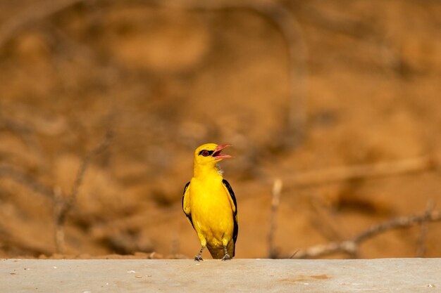 写真 外の岩の上に座っている鳥