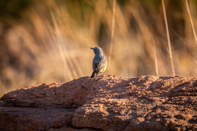 写真 岩の上に座っている鳥